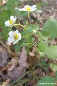 Attēlu rezultāti vaicājumam “Fragaria vesca flower”