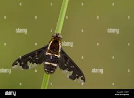 Attēlu rezultāti vaicājumam “Hemipenthes morio”