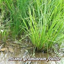 Attēlu rezultāti vaicājumam “Alisma gramineum”