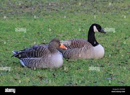 Attēlu rezultāti vaicājumam “Anser anser”