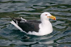 Attēlu rezultāti vaicājumam “Larus marinus”