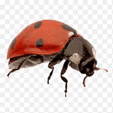 Attēlu rezultāti vaicājumam “Coccinella quinquepunctata”