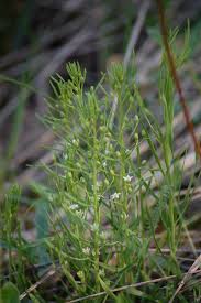 Attēlu rezultāti vaicājumam “Thesium ebracteatum leaf”