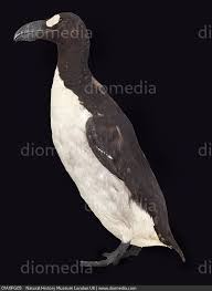 Image result for Pinguinus impennis