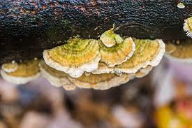 Attēlu rezultāti vaicājumam “Lenzites betulina”