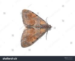 Attēlu rezultāti vaicājumam “Pennithera firmata”