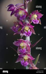 Attēlu rezultāti vaicājumam “Epipactis atrorubens bud”