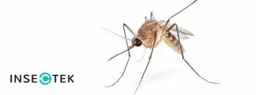 Attēlu rezultāti vaicājumam “Nematocera”