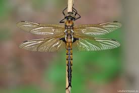 Attēlu rezultāti vaicājumam “Epitheca bimaculata”