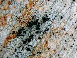 Attēlu rezultāti vaicājumam “Chaenotheca ferruginea”