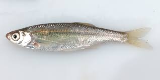 Image result for Squalius vardarensis