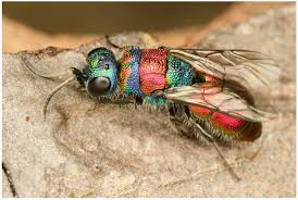 Attēlu rezultāti vaicājumam “Chrysididae”