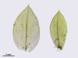 Attēlu rezultāti vaicājumam “Funaria hygrometrica”