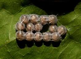 Attēlu rezultāti vaicājumam “Pentatomidae eggs”