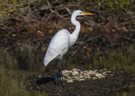 Attēlu rezultāti vaicājumam “Egretta alba”
