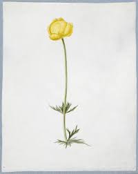 Attēlu rezultāti vaicājumam “Trollius europaeus flower”