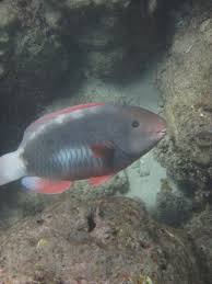 Image result for Chlorurus perspicillatus