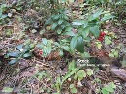 Attēlu rezultāti vaicājumam “Oxycoccus fruit”