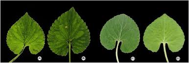 Attēlu rezultāti vaicājumam “Viola collina leaf”