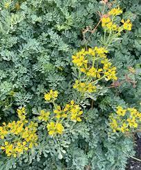 Image result for Ruta graveolens