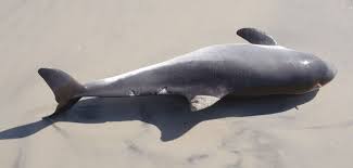 Image result for Phocoena phocoena