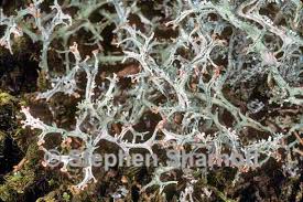 Attēlu rezultāti vaicājumam “Cladonia norvegica”