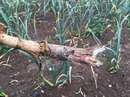 Attēlu rezultāti vaicājumam “Trichia botrytis stalked”