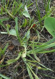 Attēlu rezultāti vaicājumam “Tragopogon heterospermus leaf”