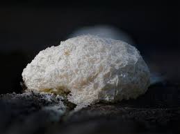 Attēlu rezultāti vaicājumam “Didymium spongiosum macro”