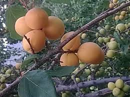 Attēlu rezultāti vaicājumam “Prunus armeniaca fruit”