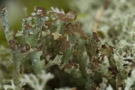 Attēlu rezultāti vaicājumam “Cladonia ochrochlora”