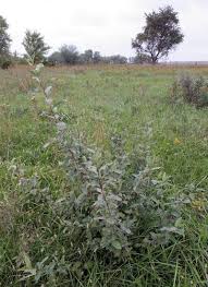 Attēlu rezultāti vaicājumam “Enteridium olivaceum macro”