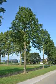 Attēlu rezultāti vaicājumam “Fraxinus excelsior”