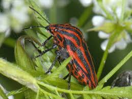 Attēlu rezultāti vaicājumam “Graphosoma lineatum imago”