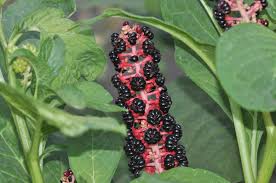Attēlu rezultāti vaicājumam “Phytolacca acinosa fruit”