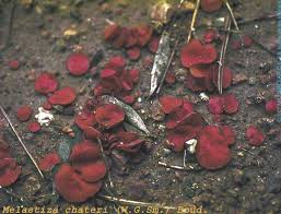 Attēlu rezultāti vaicājumam “Melastiza chateri”