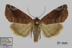 Attēlu rezultāti vaicājumam “Cosmia pyralina”