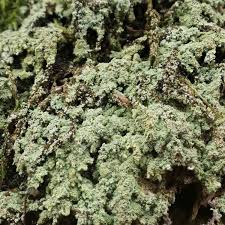 Attēlu rezultāti vaicājumam “Lepraria incana”