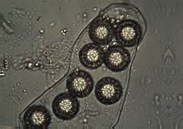 Attēlu rezultāti vaicājumam “Pachyphloeus melanoxanthus”