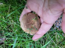 Attēlu rezultāti vaicājumam “Lactarius lygniotus”