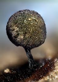 Attēlu rezultāti vaicājumam “Lamproderma puncticulatum macro”