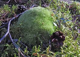 Attēlu rezultāti vaicājumam “Serpoleskea subtilis sporophyte”