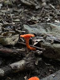 Attēlu rezultāti vaicājumam “Tilachlidium brachiatum”