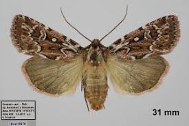 Attēlu rezultāti vaicājumam “Lycophotia porphyrea”