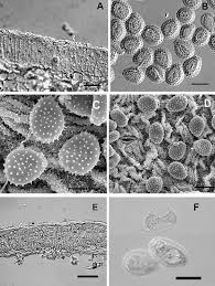 Attēlu rezultāti vaicājumam “Melampsora magnusiana”