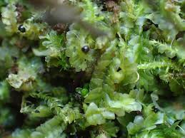 Attēlu rezultāti vaicājumam “Chiloscyphus pallescens”