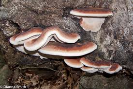 Attēlu rezultāti vaicājumam “Antrodia crassa”