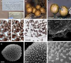 Attēlu rezultāti vaicājumam “Oligonema sp.”