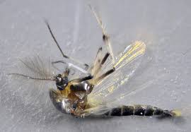 Attēlu rezultāti vaicājumam “Cricotopus male”