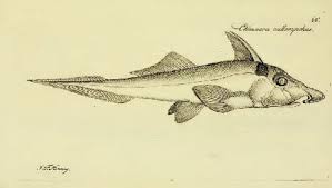 Image result for Callorhinchus capensis